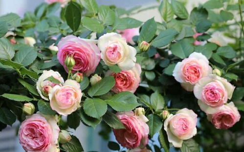 月季花的独特之美