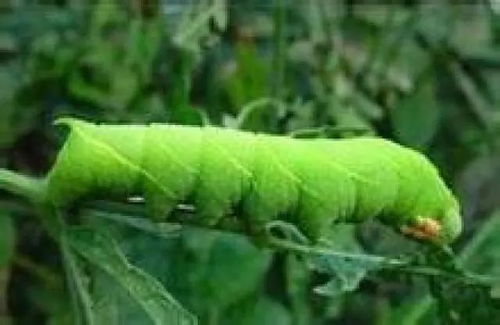 乙草胺是个啥？