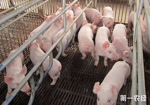 出生十几天的仔猪咳嗽用什么特效药治疗最好？