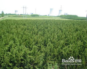 蜀桧的繁殖方法