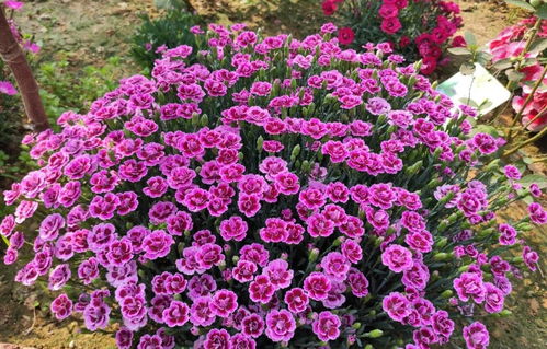 花卉生长所需营养元素解析