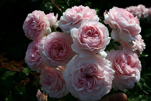 粉色灌木月季，美得不像话那个！