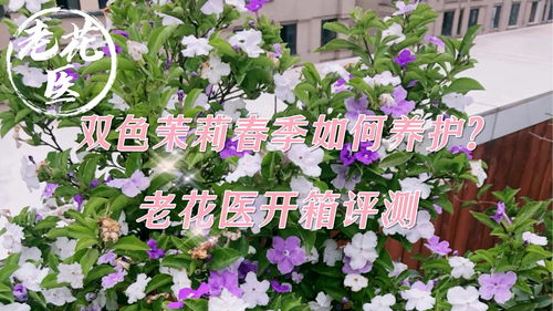 双养护秘诀，双色茉莉一年能开几次