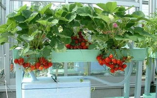 立秋时节， 阳台种植正当时