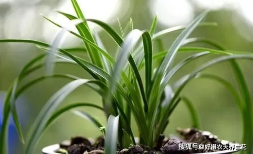 多菌灵，用得频繁吗？