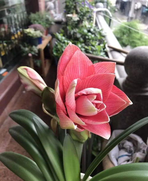 朱顶红——爆款花卉之王，一花独艳！