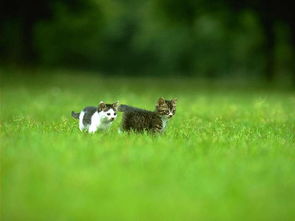 猫咪与狗粮：一场意外的营养较量