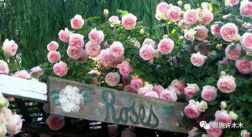 藤本月季的捆绑定型牵引