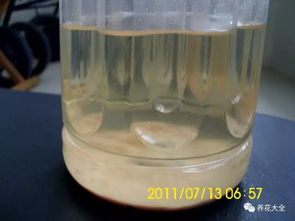 发酵淘米水的奥秘