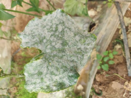 苏子病虫害：让种植户头疼的难题