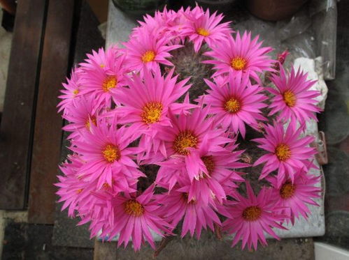 仙人球：沙漠中的绿色精灵