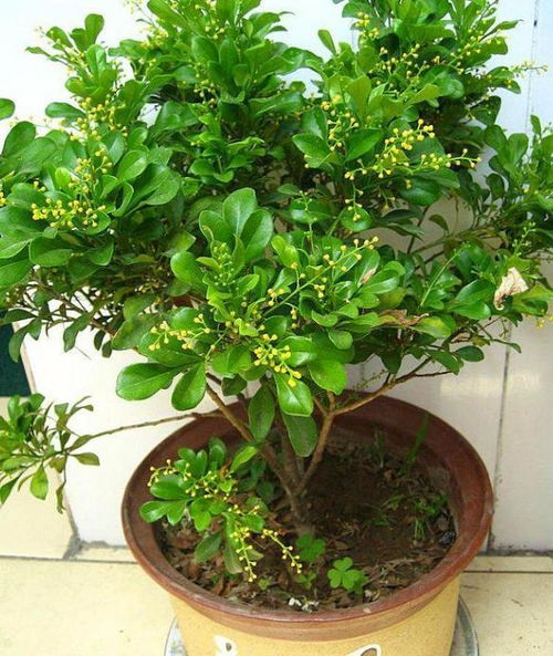 米兰花结果少，是何原因导致