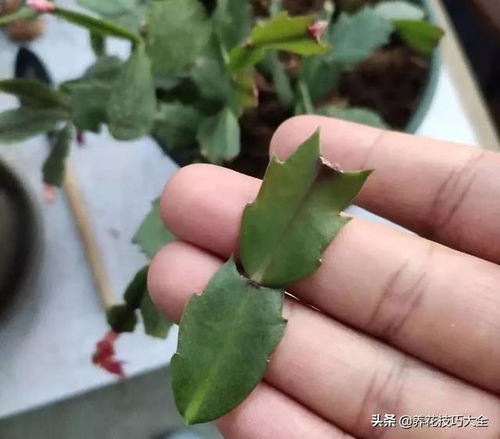 蟹爪兰移栽，你准备好了吗？