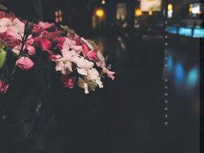 沙洲蕃红花，一场花的盛宴