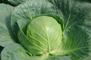 甘蓝，特色农产品