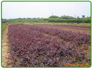 红花檵木，价格是多少？