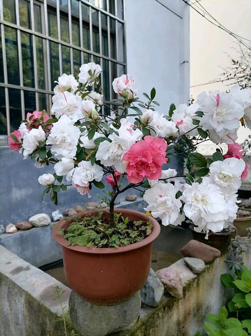 花花世界里的宝贝