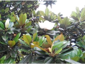 白玉兰和广玉兰：不一样的韵味，不一样的季节