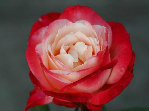 月季花大家庭，茶花女是其中翘楚