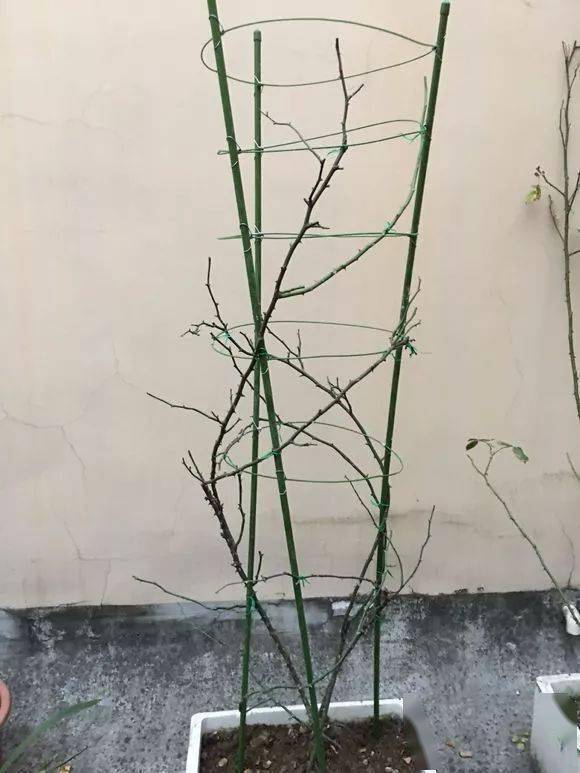 雪松冬季修剪枝条的重要性