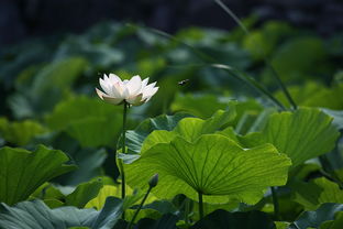 马蹄莲花的花语是什么？揭开马蹄莲花背后的花语之谜