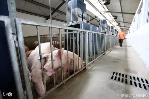 保健养猪原理与实践