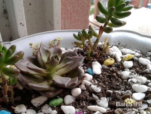 肉肉植物掉叶子怎么办？如何挽救它的生命力