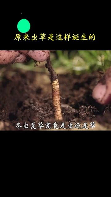 别再被坑！冬虫夏草多少钱一根