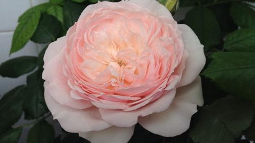 勇敢的月季花：北方的生存之道