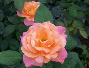 百老汇月季：美丽背后的故事