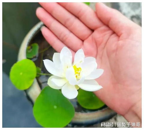 如何简单易行地使用碗莲水培方法来种植碗莲种子