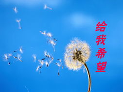 蒲公英象征着自由与希望，寓意着追逐梦想的勇气