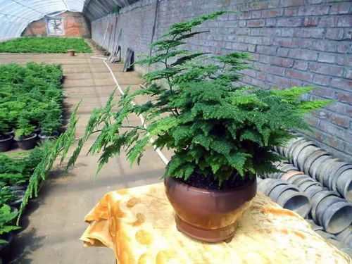 冬季文竹剃头后如何保证其快速恢复生机