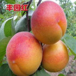 老农碎碎念：种植的秘诀