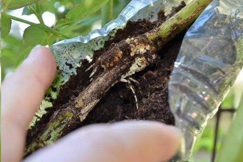 温度是关键，你所在的地方冷不冷？