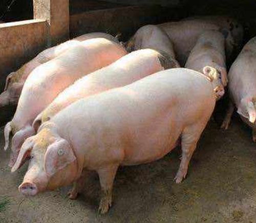 生猪常见疫病分析与防治措施有哪些详解？