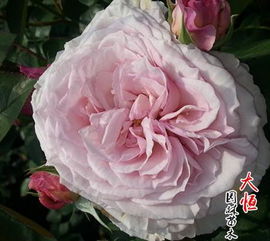 月季花， 花中皇后新手养护指南