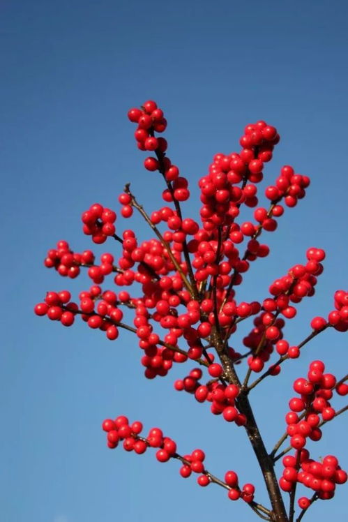 北美冬青的颜色之谜