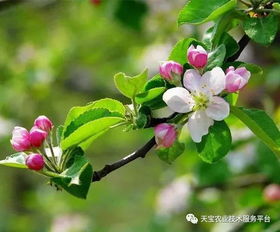 养护玉蕊树，让花开得梗美