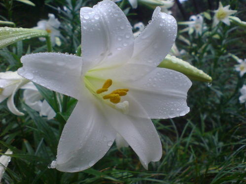送百合花寓意百年好合，送几朵才合适呢