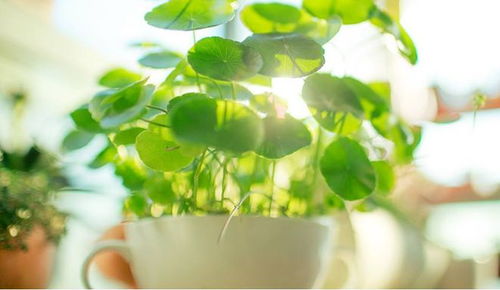 4. 橄榄树（地中海风情担当）