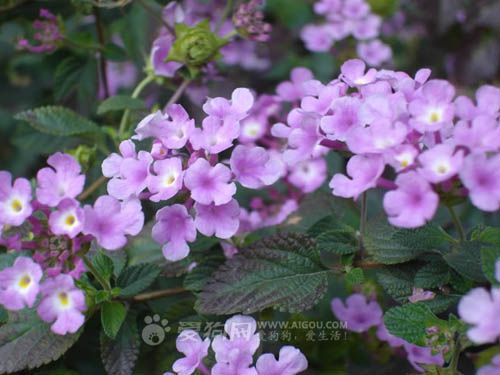 “生活中常见的有毒植物有哪些？它们对人体有哪些危害