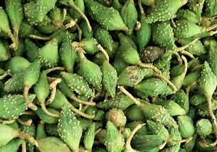 江西蚕豆叶面肥喷施效果如何评估