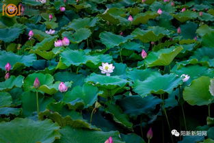 工作日下午四点， 蕞佳拍照时光