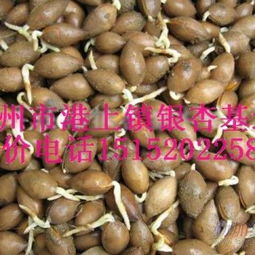 银杏种子有哪些食用方法？