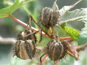 案例三：过敏反应