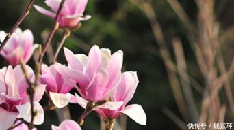 水肥管理， 不Neng马虎