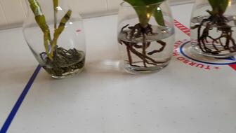 铜钱草根水培，一半入土