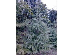 一亩地种雪松，种子得用多少？老农经验分享