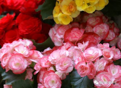 原产热带， 喜温暖